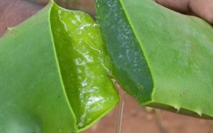 Aloe Vera for Constipation