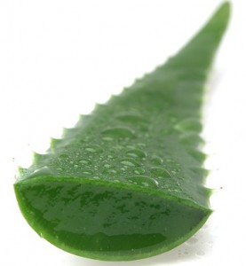 Aloe Vera for Hemorrhoid