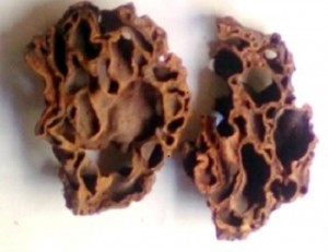 Anthill for Cancer Treatment