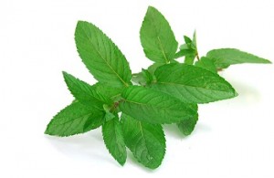 Basil Leaves for Overcoming Bad Breath