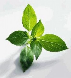 Basil Leaves for Overcoming Diarrhea
