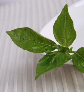 Basil Leaves to Remove Pitriyasis Versicolor