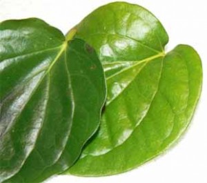 Betel Leaves as a Traditional Medicine for Vaginal Discharge