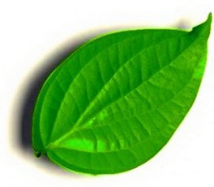 Betel Leaves for Stopping Nosebleed