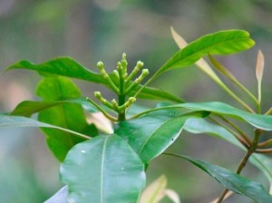 Clove for Toothache, Respiratory Infection and Acne