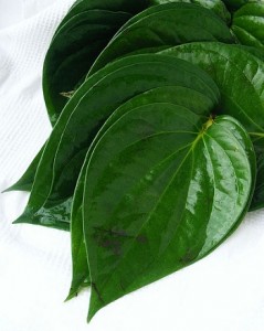 Cure Bronchitis Using Betel Leaves