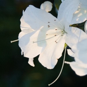 Jasmine Flowers for Stopping the Excessive Breast Milk Production