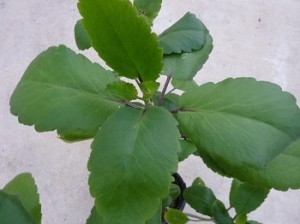 Kalanchoe Pinnata for Wound Treatment