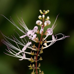 Kidney Stone Treatment with Ortosiphon Grandiflorus