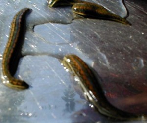 Leech Theraphy – Take the Medical Advantage of the Natural Blood Sucker