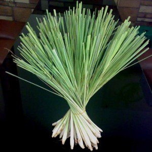 Lemongrass as a Traditional Treatment for Cough