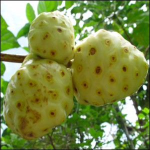 Noni Juice for Cancer Treatment