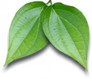 Piper Betle Leaves for Itchiness and Allergy