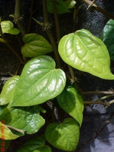 Piper Betle as a Natural Treatment for Diarrhea