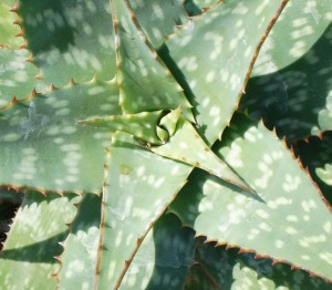 Aloe Vera for Diabetes