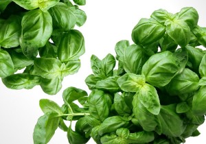 Basil to Cure Diabetes