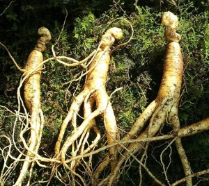Ginseng for Lowering Blood Sugar Level