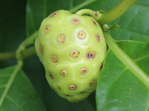 Noni as Alternative Diabetes Remedy