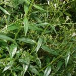 Bitter Leaves to Cure 14 Type of Diseases