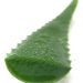 Aloe Vera for Hemorrhoid
