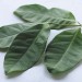 Bay Leaves for Diabetes