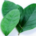Bay Leaves for High Uric Acid Disease