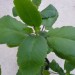 Kalanchoe Pinnata for Wound Treatment
