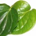 Betel Leaves as a Traditional Medicine for Vaginal Discharge