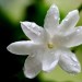 Jasmine Flowers for Treating Eye Irritation