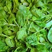 Garlic and Spinach Juice to Cure Digestive System